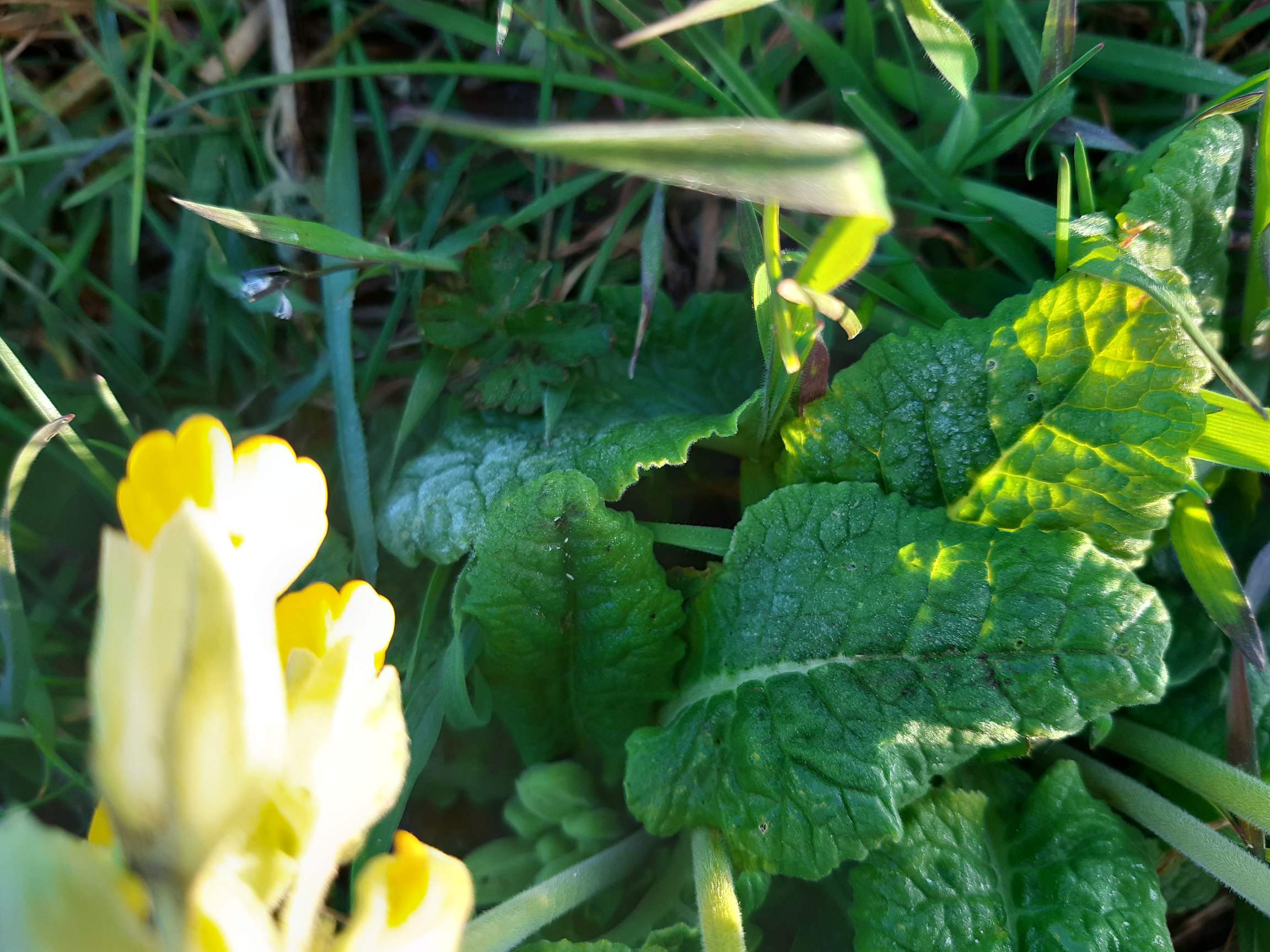 Annexe 20200331_085250_compress16.jpg