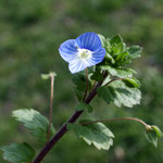 Annexe 1ffd8e99d295a89a24a11fbb016c7e09f1517174.jpg