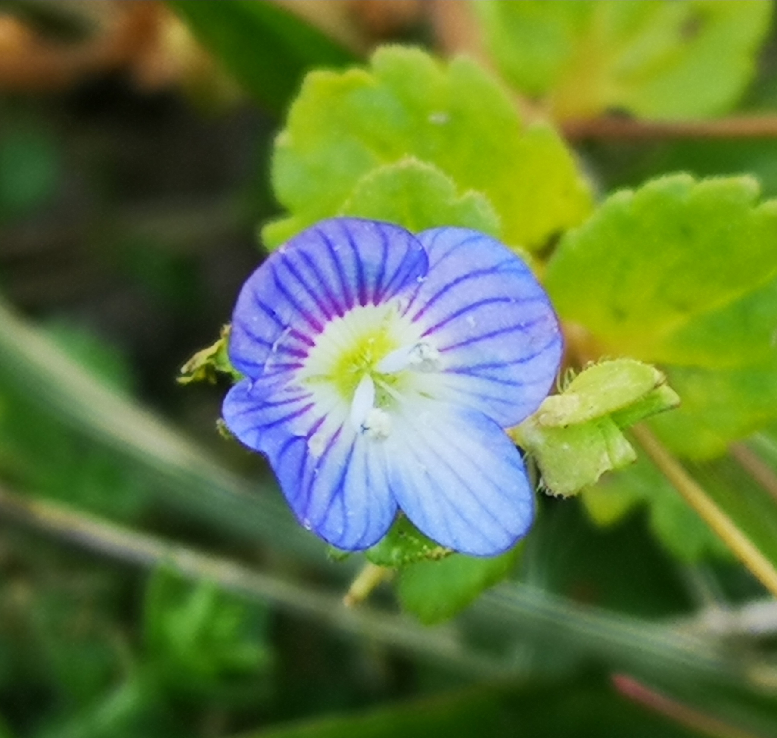 Annexe Veronica Fleur.jpg