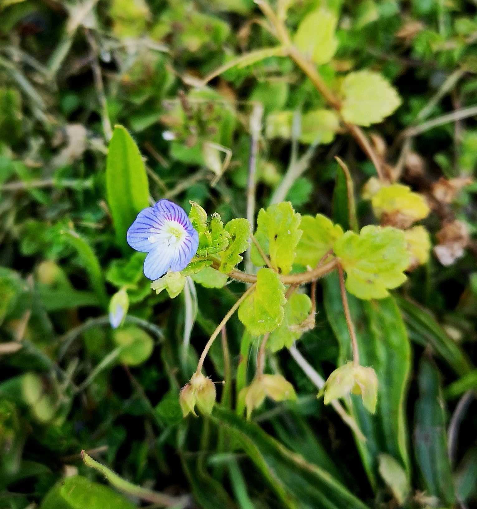 Annexe Veronica Persica.jpg