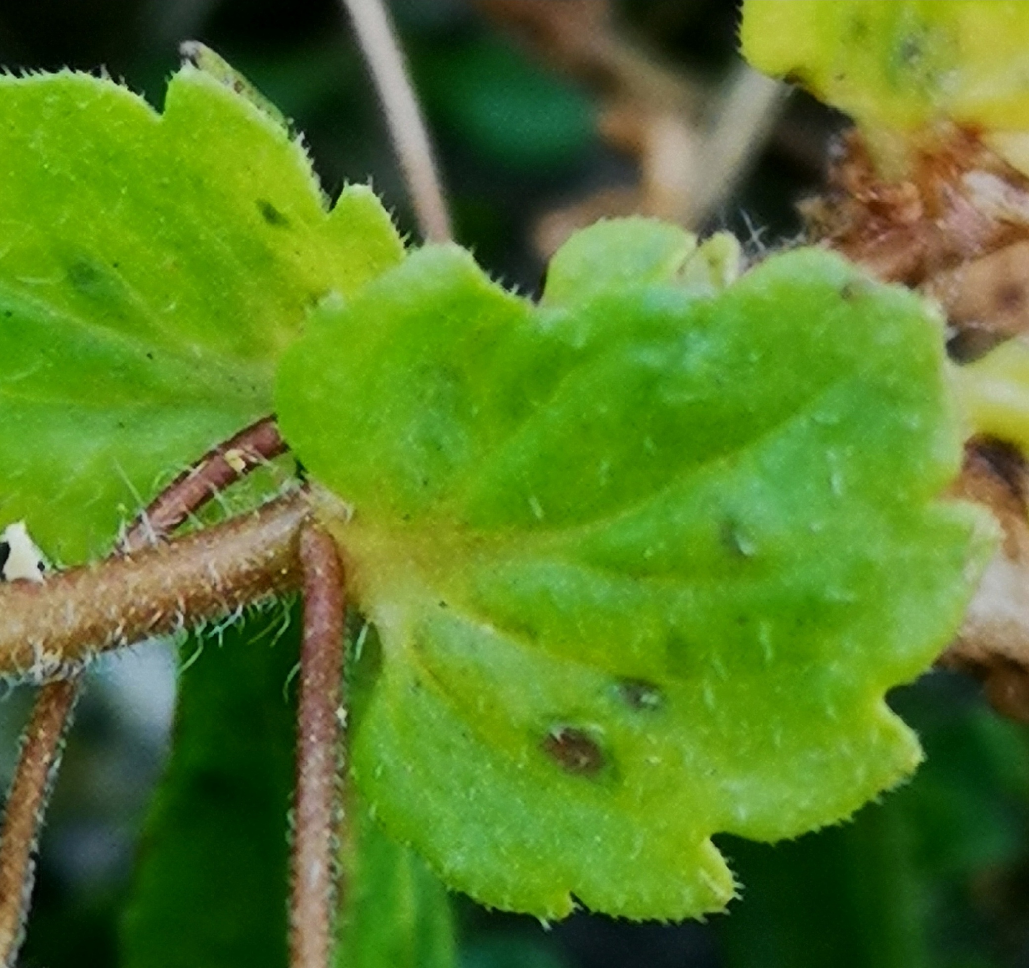 Annexe Veronica feuille.jpg