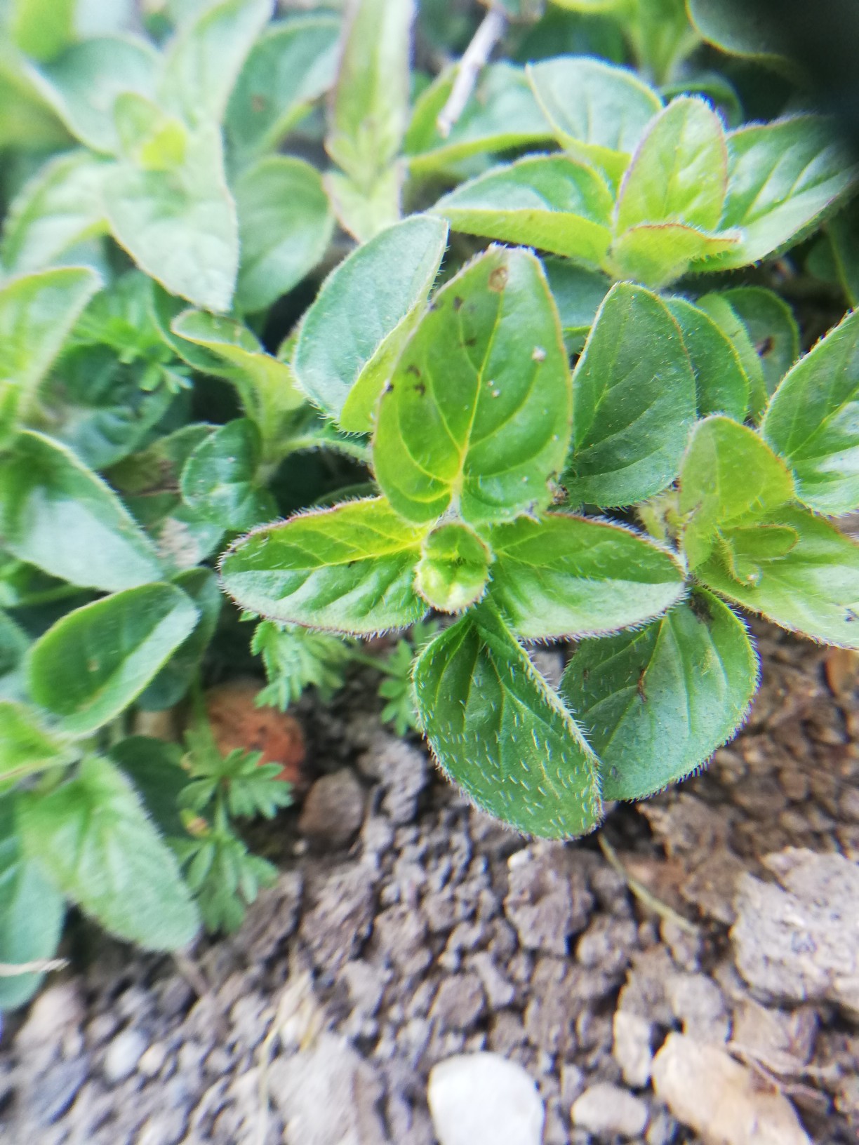 Annexe IMG_20200331_162445_copy_1224x1632.jpg