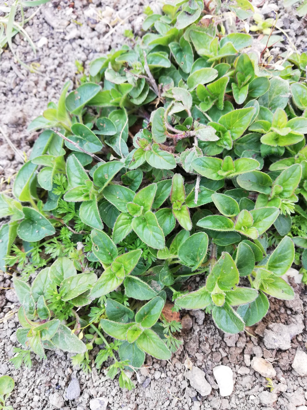 Annexe IMG_20200331_162501_copy_1224x1632.jpg