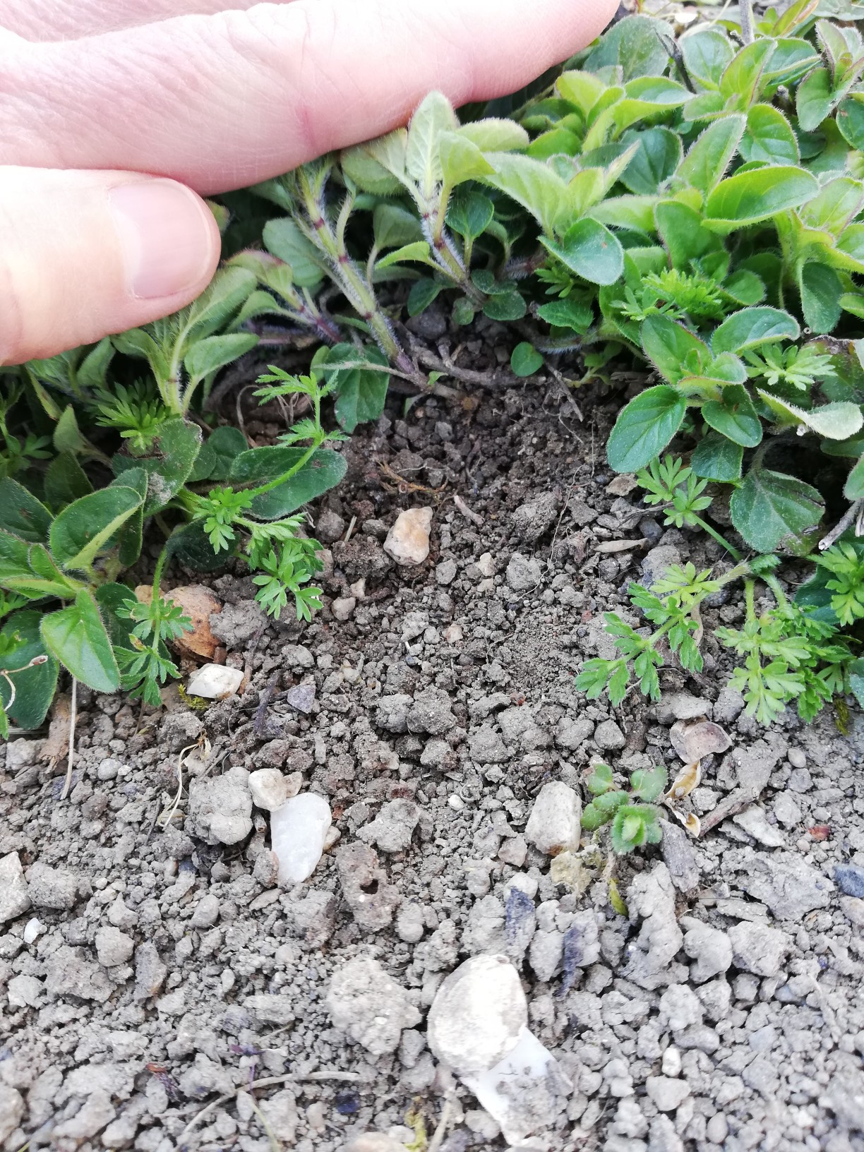 Annexe IMG_20200331_162744_copy_1224x1632.jpg