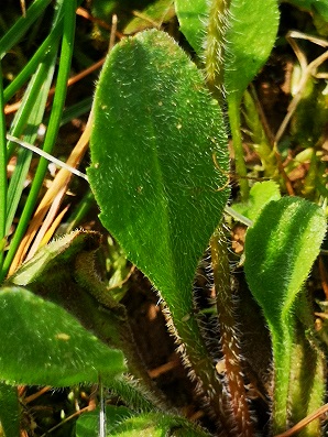 Annexe Bellis perennis face supérieure 20200330.jpg