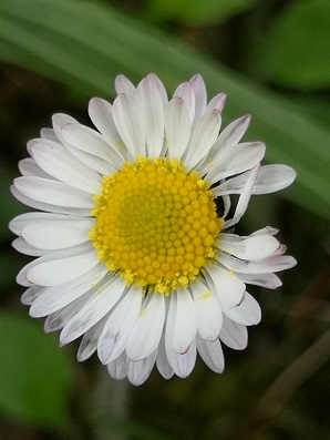 Annexe Bellis perennis inflorescence 20200330.jpg