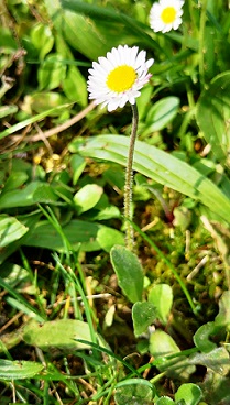 Annexe Bellis perennis plante entière 20200330.jpg