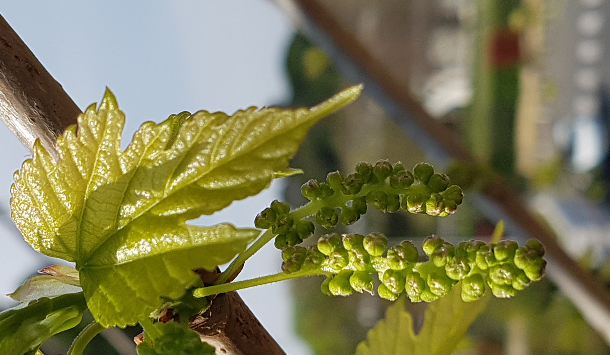 Annexe Morus alba L.  (d).jpg