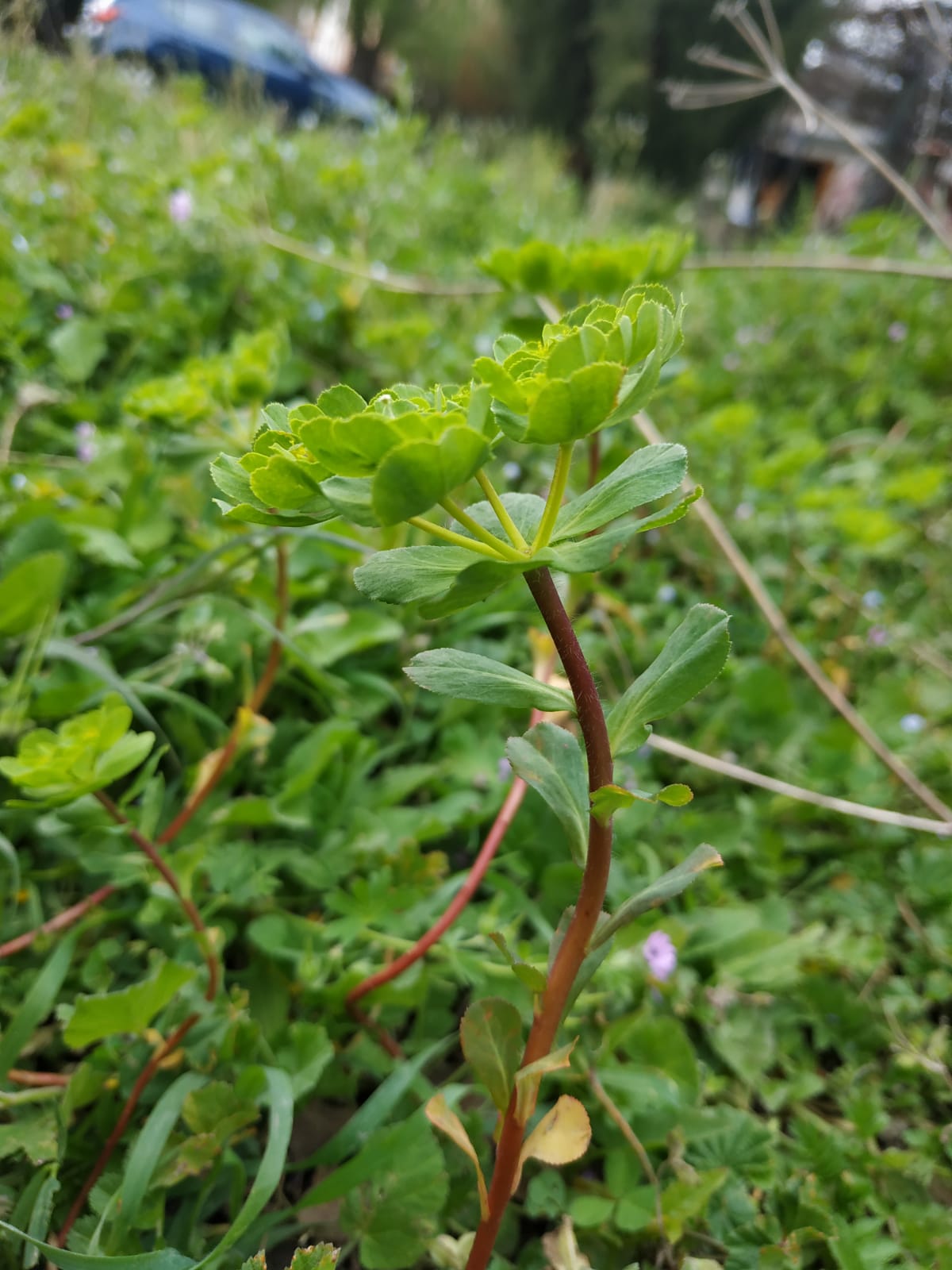 Annexe euphorbe 13.jpeg