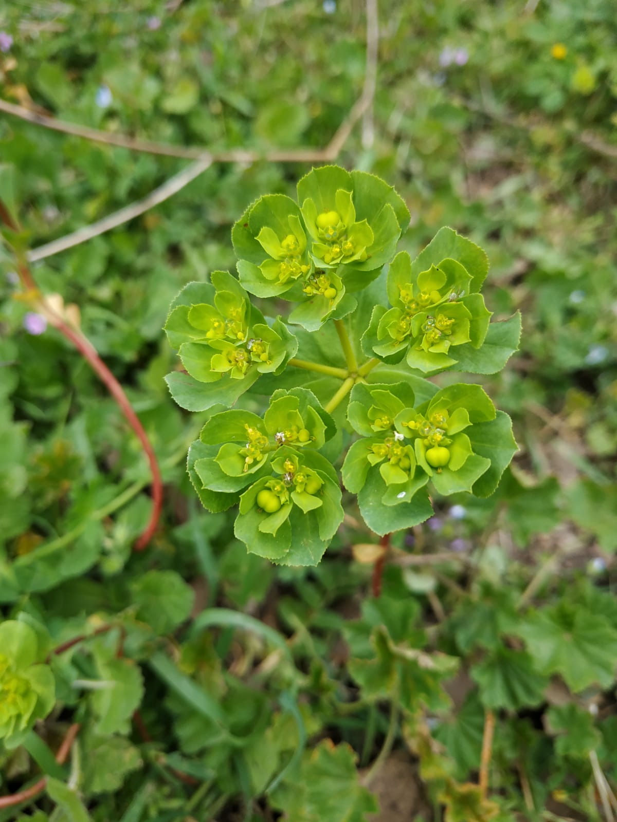 Annexe euphorbe 23.jpeg