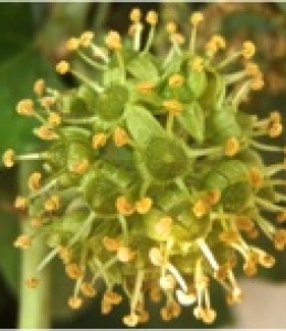 Annexe Ombelle de la fleur