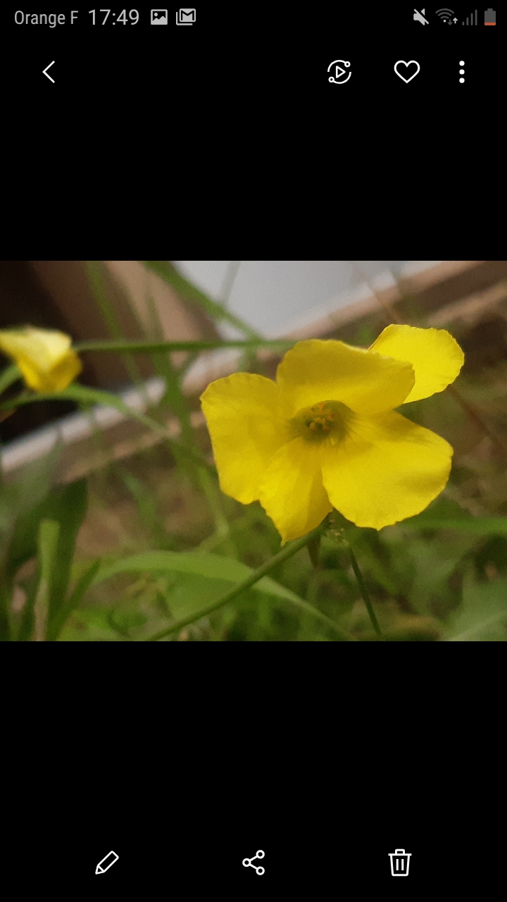 Annexe Oxalisfleur.jpg