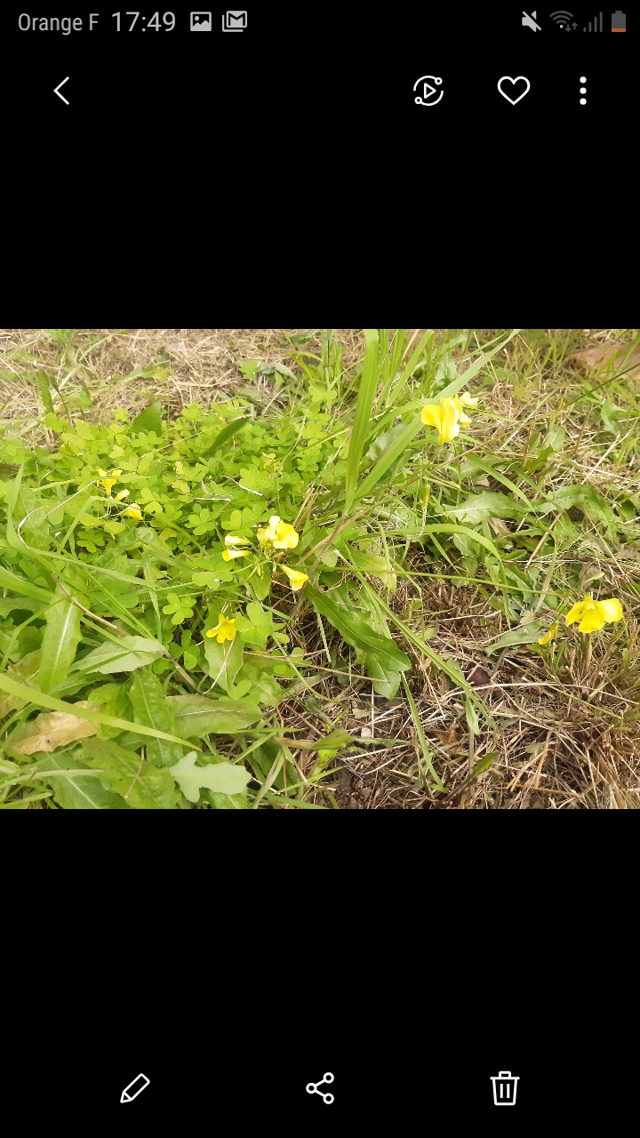 Annexe oxalis ensemble pes caprae.jpg