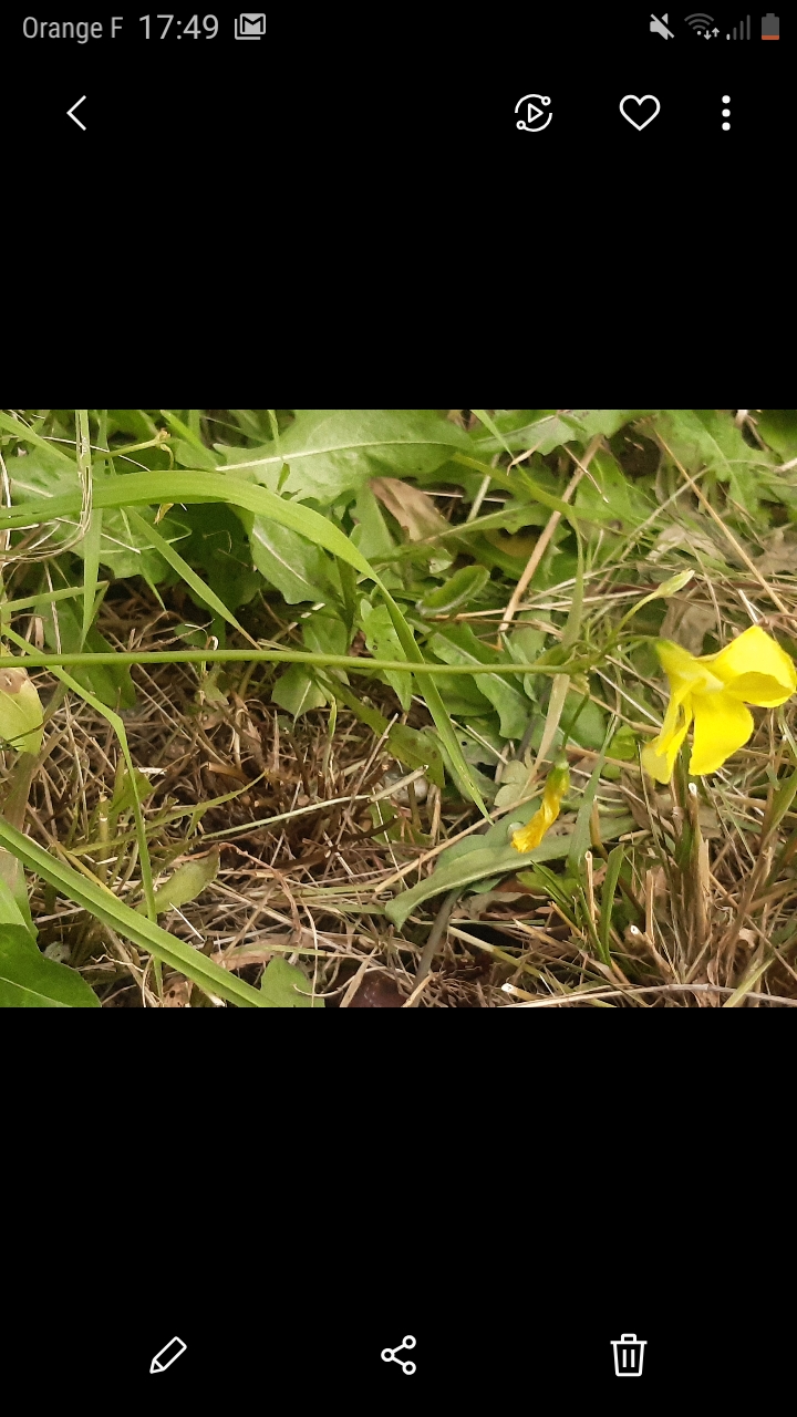 Annexe oxalistige.jpg