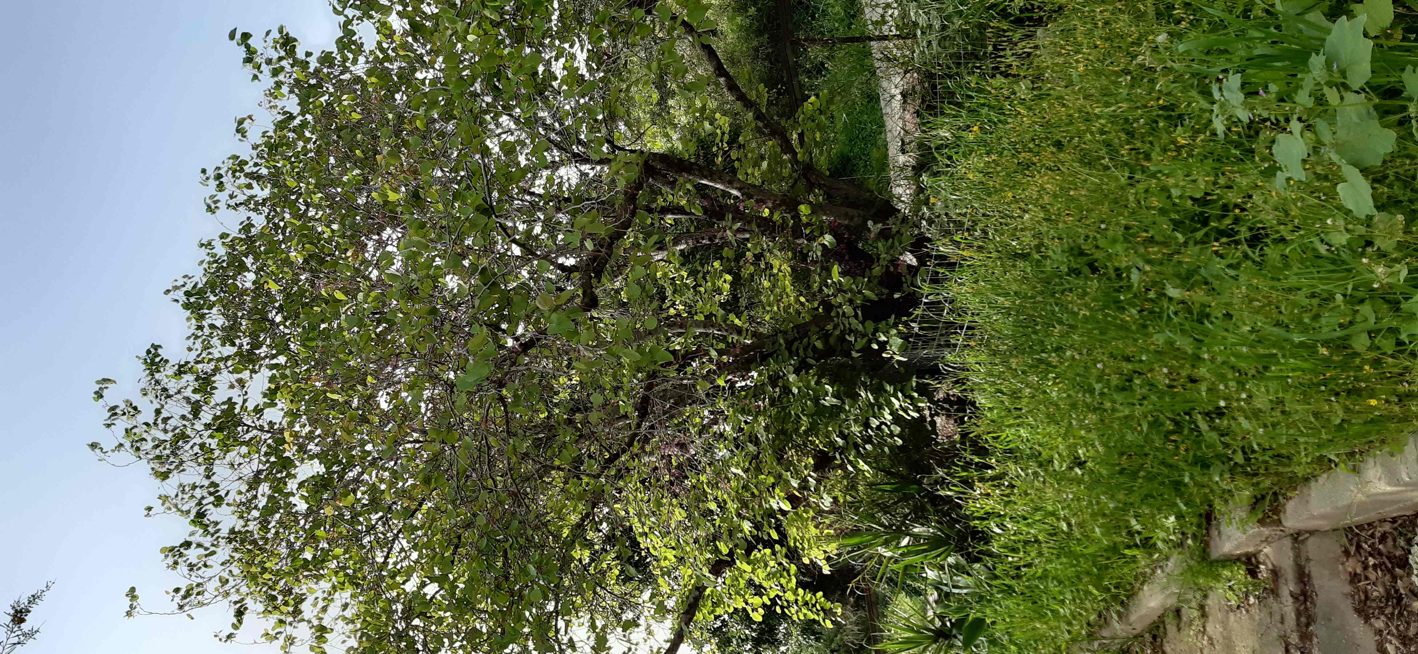 Annexe 20200331_164819_compress95.jpg