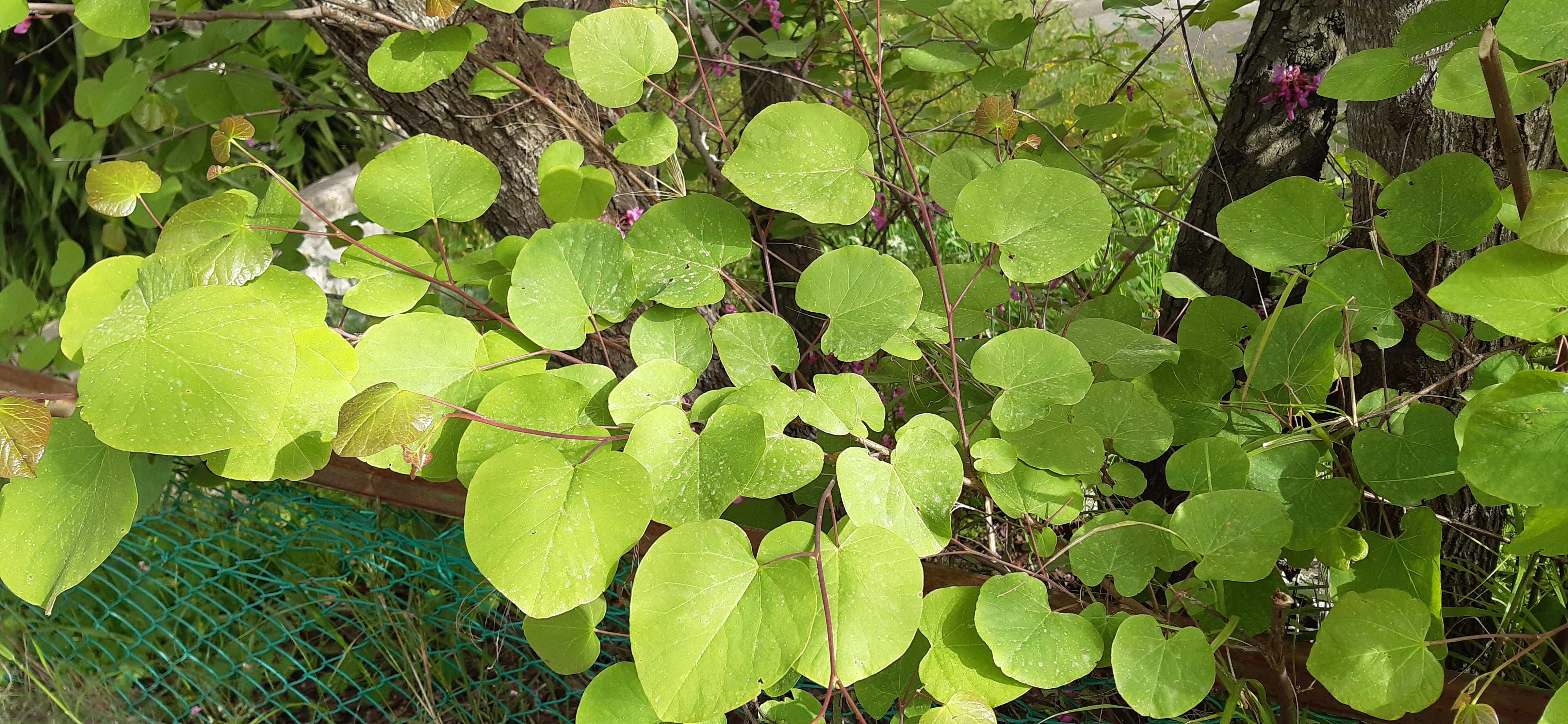 Annexe 20200331_164855_compress41.jpg