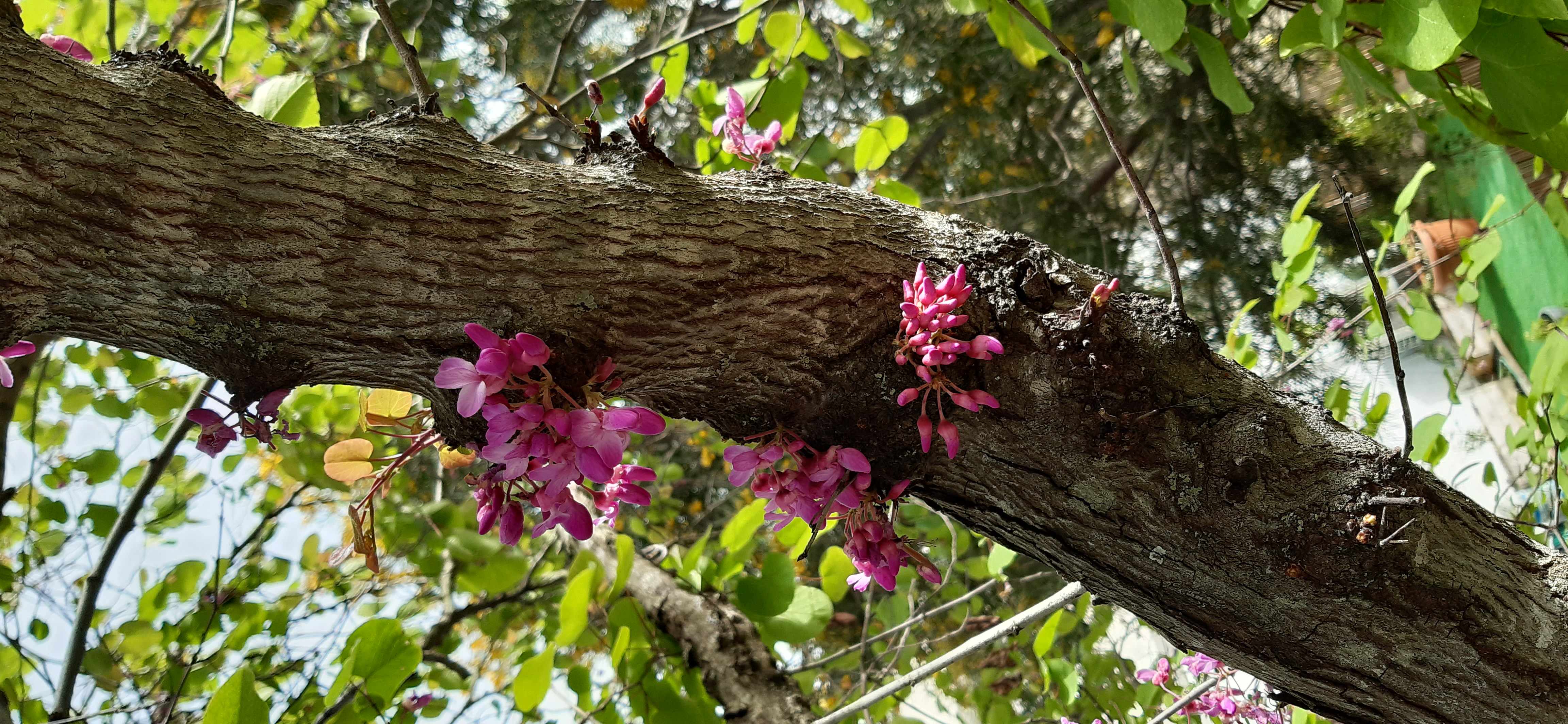 Annexe 20200331_165010_compress38.jpg