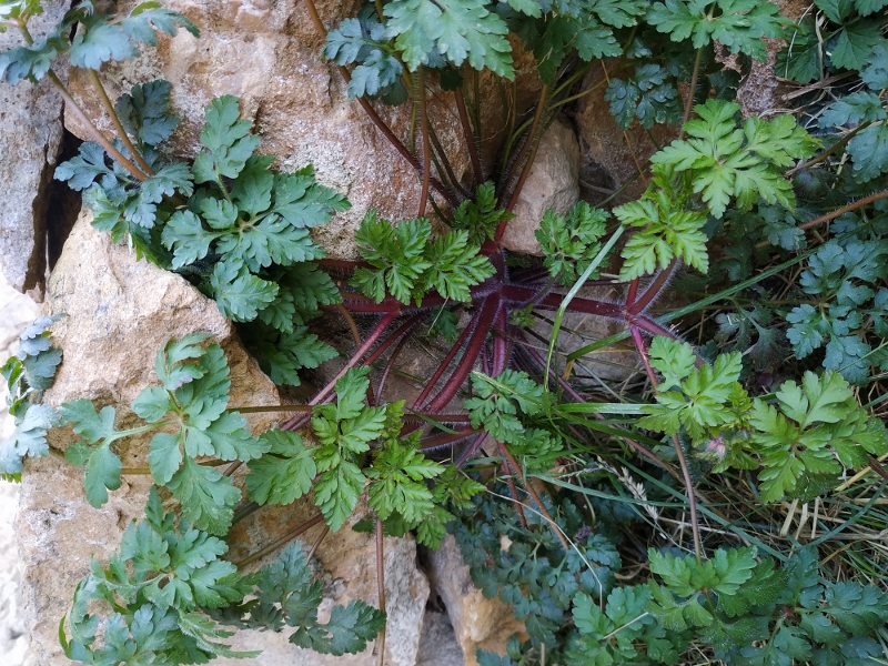 Annexe IMG_20200331_170732 (800x600).jpg