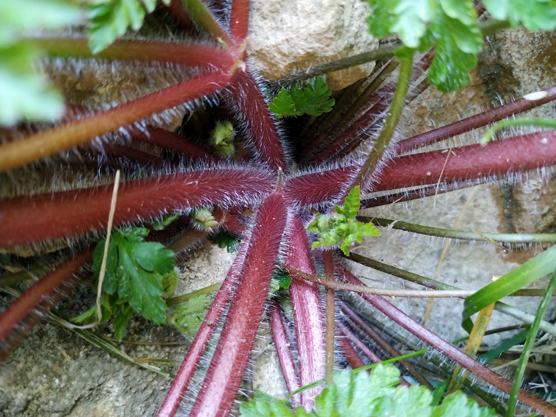 Annexe IMG_20200331_170943 (800x600).jpg