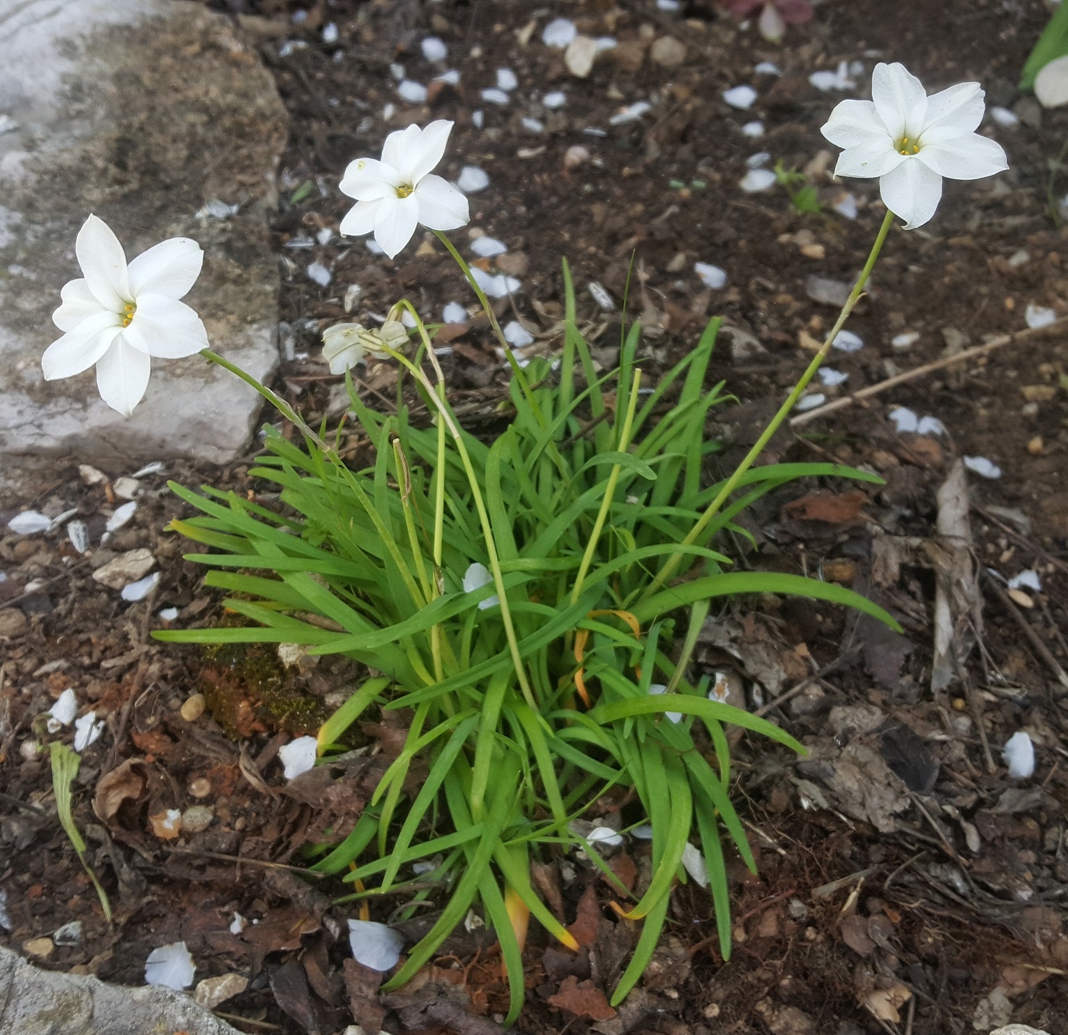 Annexe iphéion 2020 03 (1).jpg