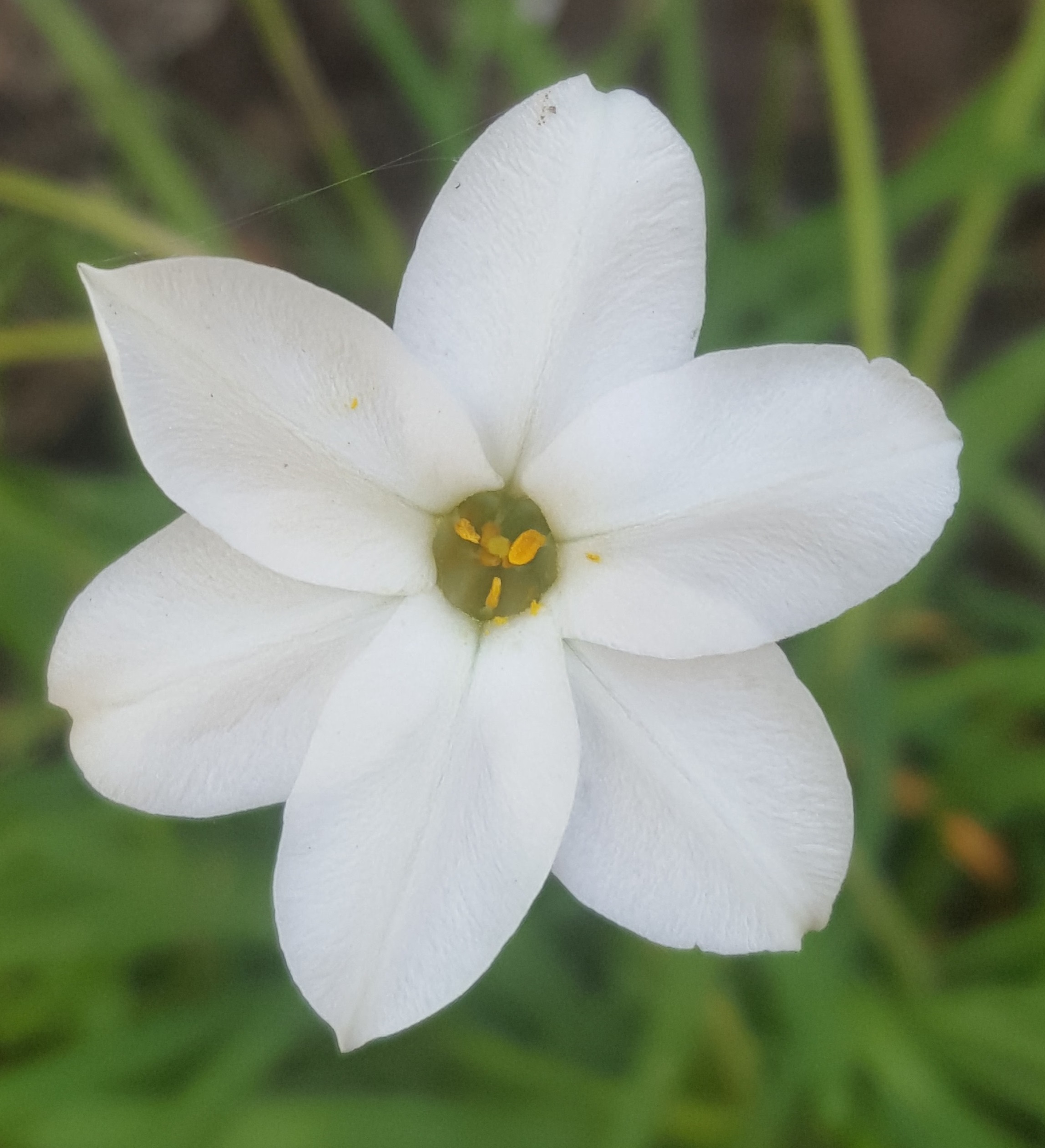 Annexe iphéion 2020 03 (2).jpg