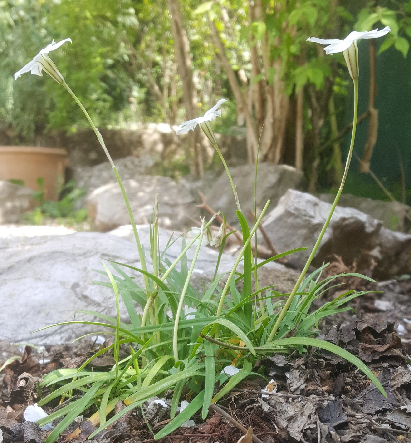 Annexe iphéion 2020 03 (3).jpg