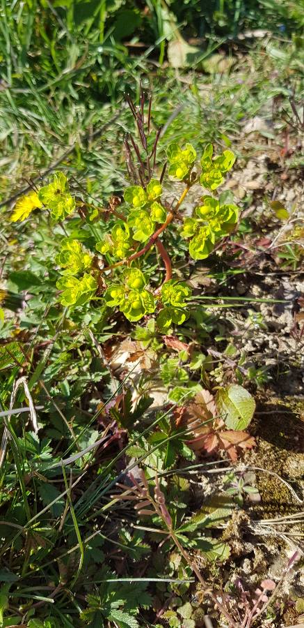 Annexe 1585669894820.JPEG