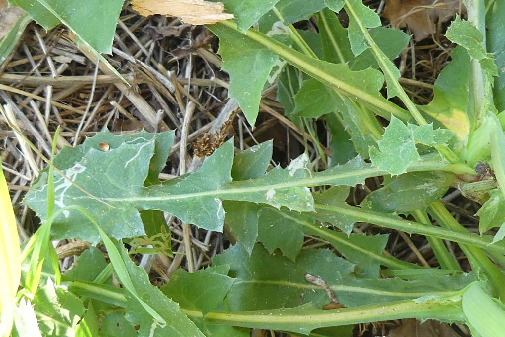 Annexe feuille de la base.jpg