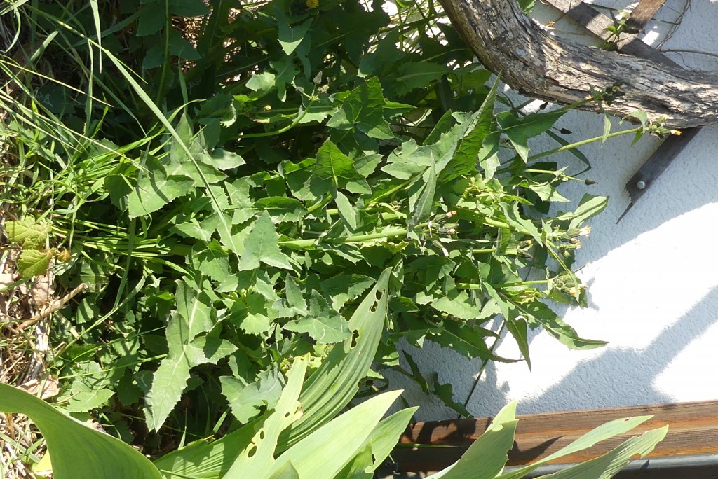 Annexe plante entière.jpg