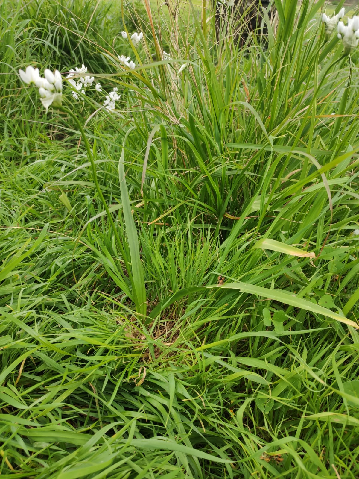 Annexe WhatsApp Image 2020-03-31 at 17.53.04.jpeg