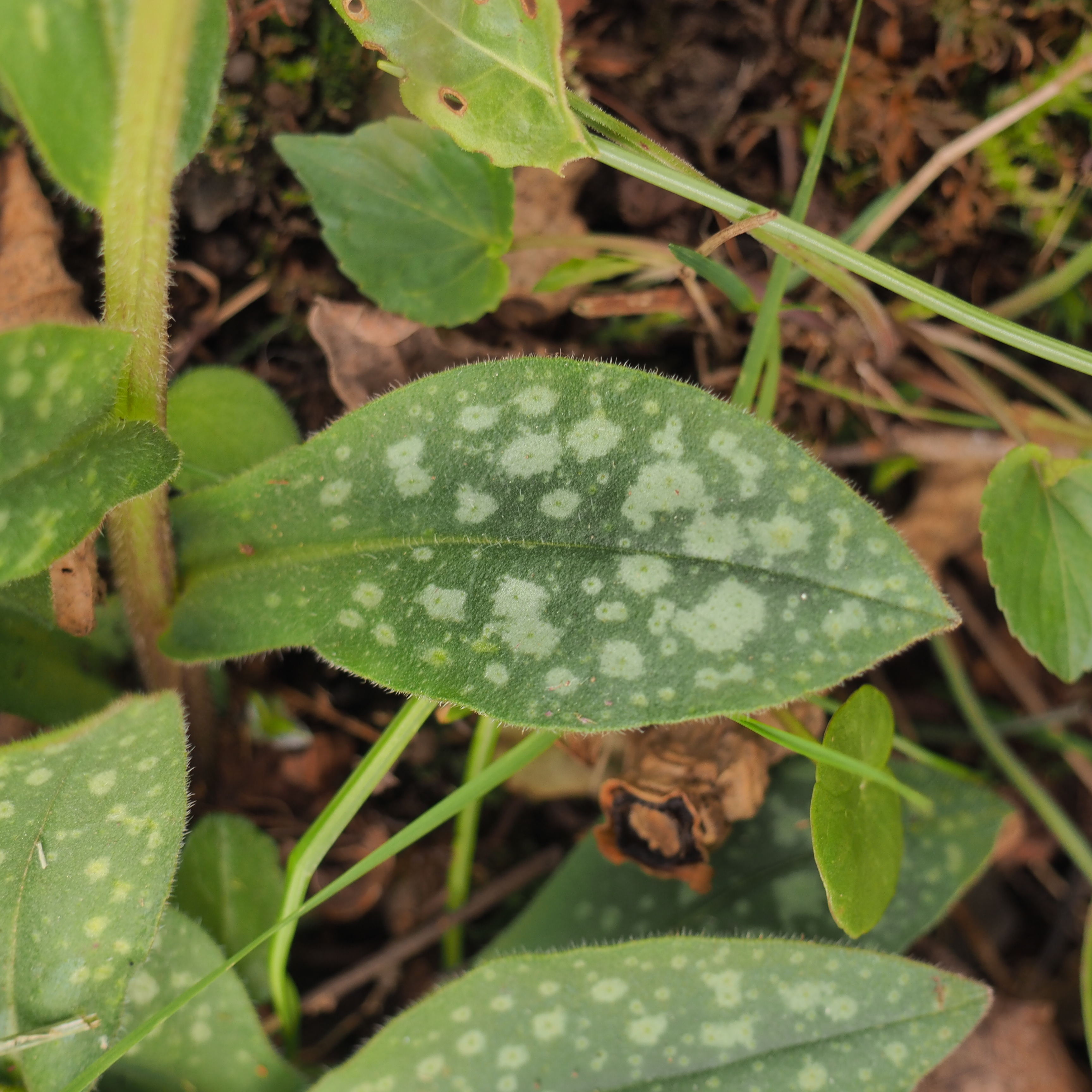 Annexe Pulmonaria_officinali_feuille.jpg