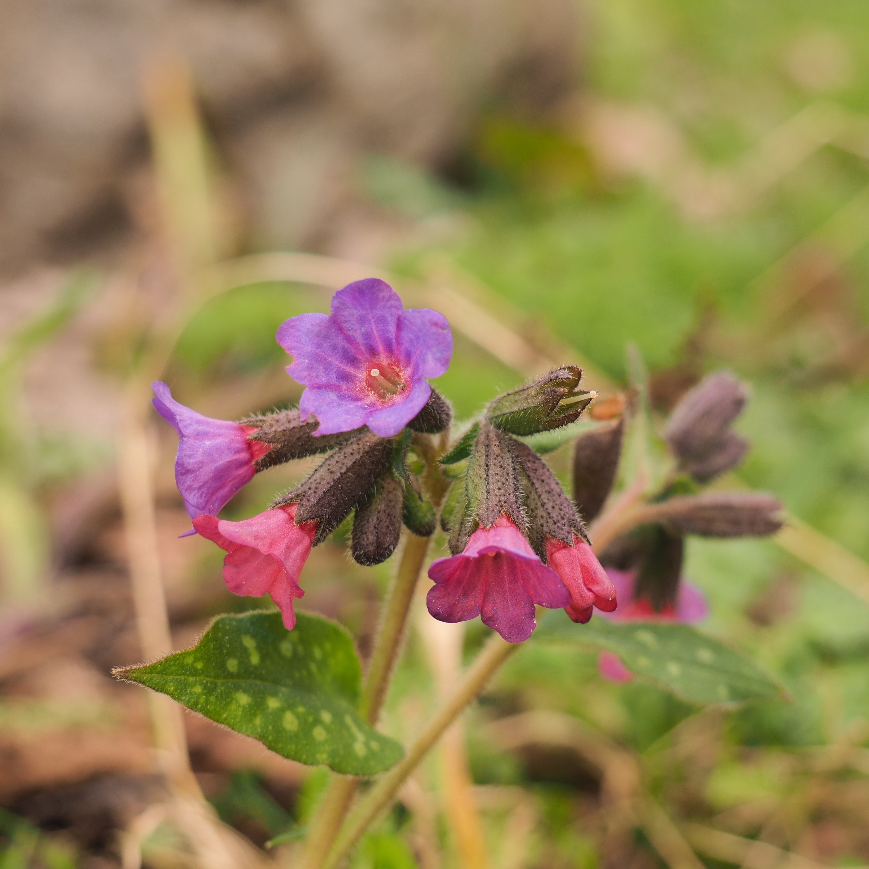 Annexe Pulmonaria_officinalis_fleurs.jpg