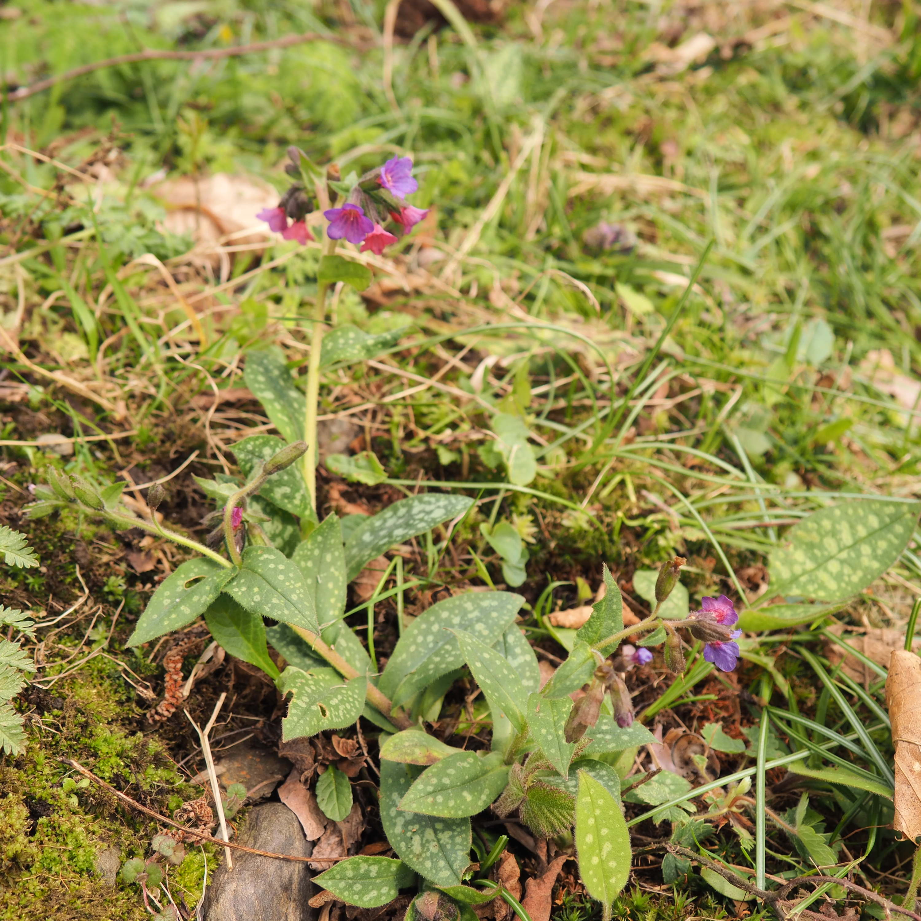 Annexe Pulmonaria_officinalis_vue_generale.jpg
