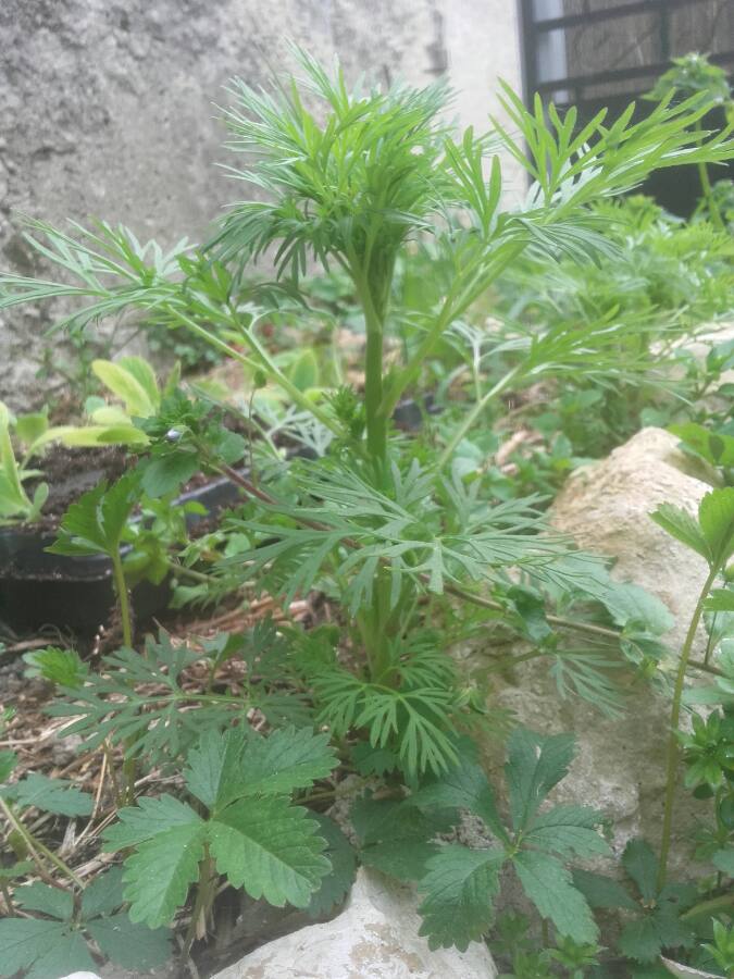 Annexe 1585669928765[1].JPEG