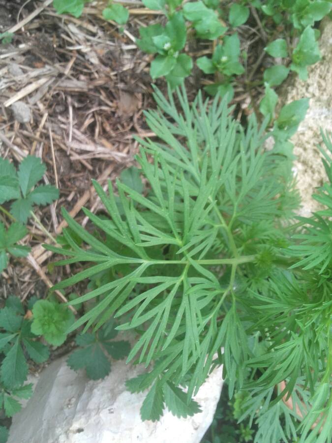 Annexe 1585670010490[1].JPEG