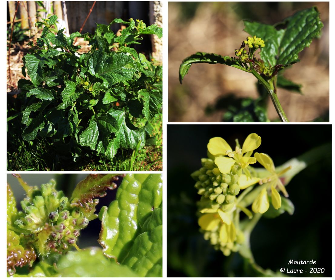 Annexe moutardeB.jpg