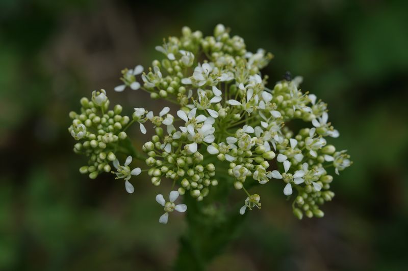 Annexe DSC09048_resultat.jpg