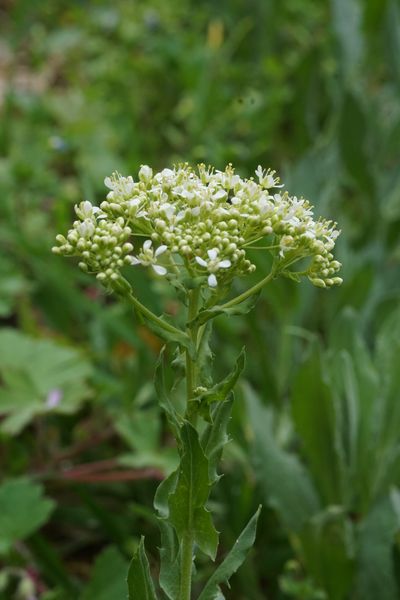 Annexe DSC09049_resultat.jpg