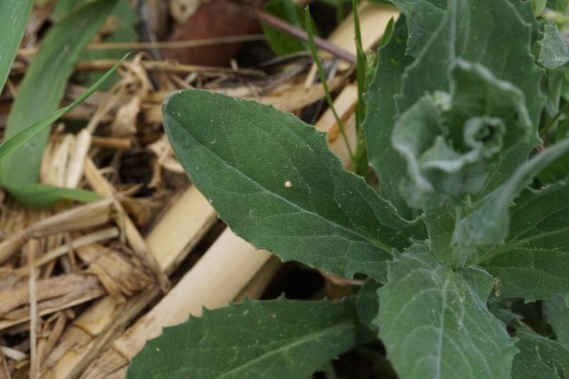 Annexe DSC09054_resultat.jpg