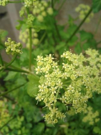 Annexe IMG_20200323_165204.jpg