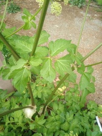 Annexe IMG_20200323_165218.jpg