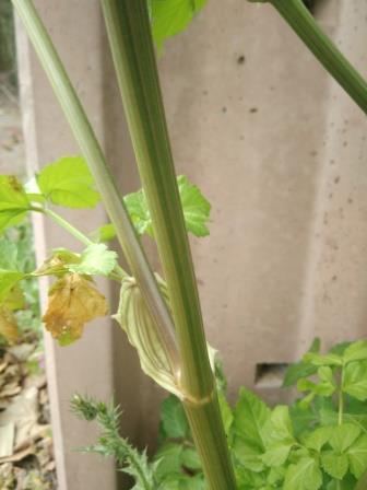 Annexe IMG_20200323_165223.jpg