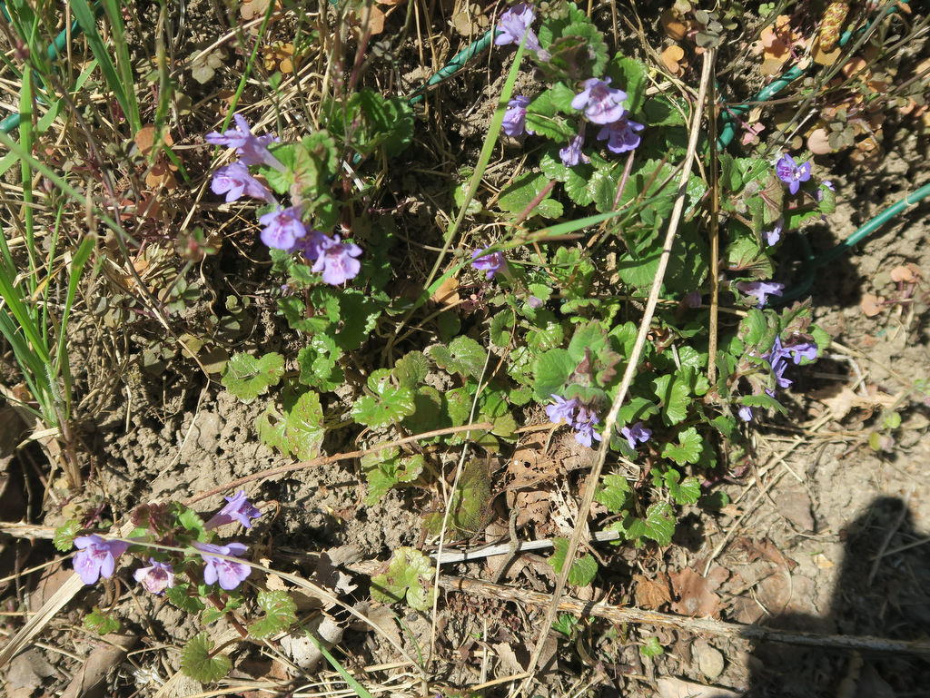 Annexe 2020-03-30_15.00.31.jpg