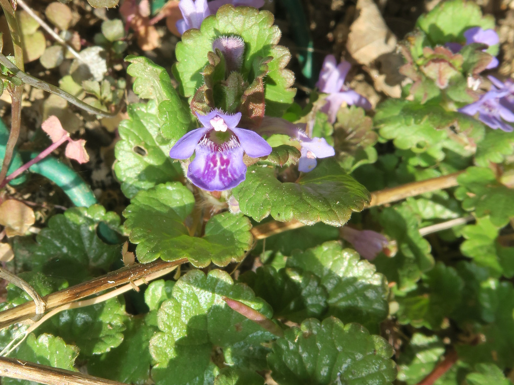 Annexe 2020-03-30_15.01.52.jpg