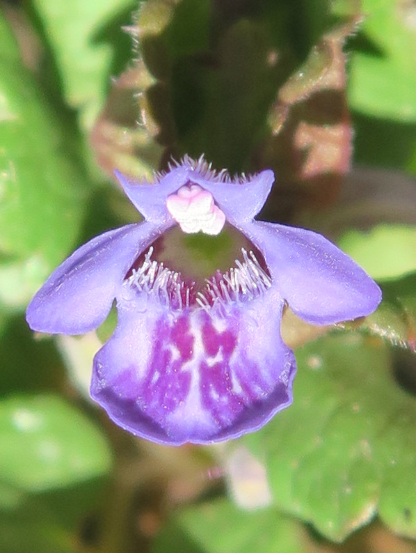 Annexe 2020-03-30_15.02.00.jpg