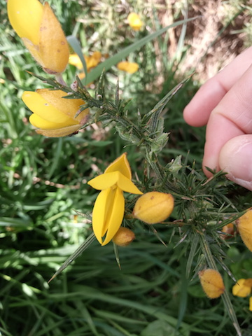 Annexe FLEUR-FACE.jpg