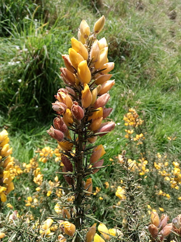 Annexe GRAPPE_FLEURS.jpg