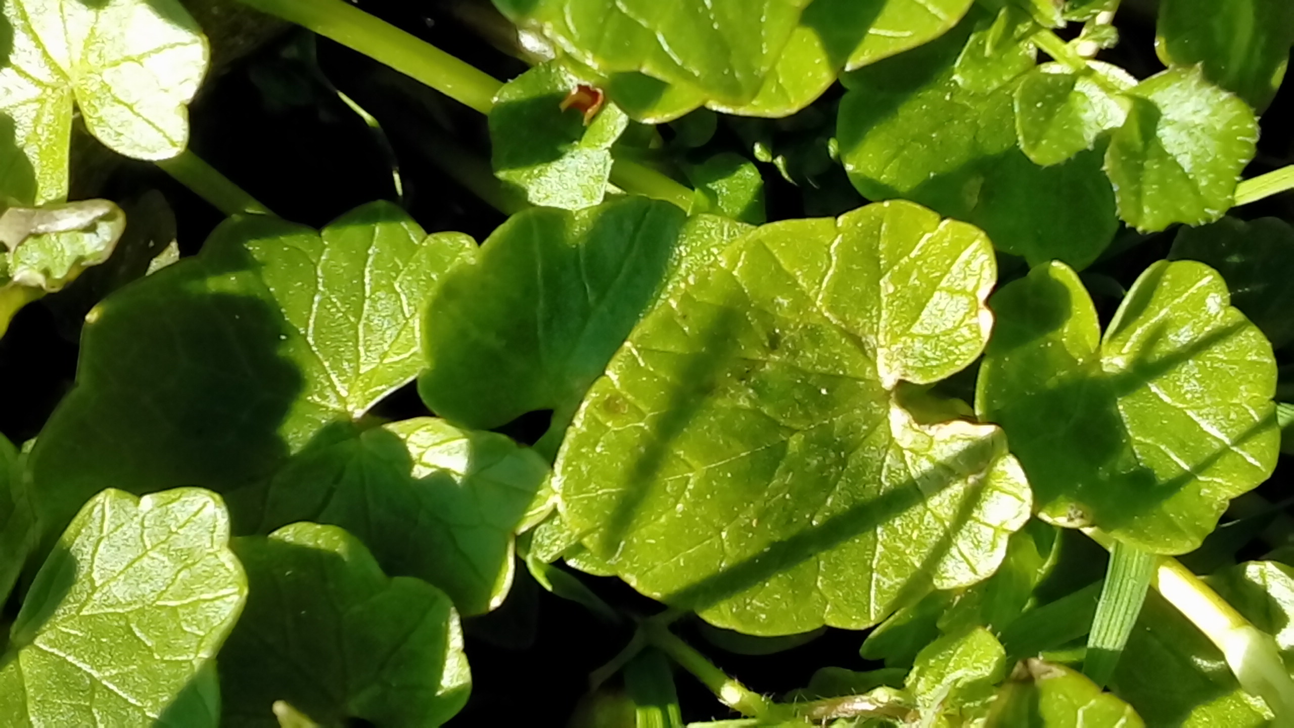 Annexe Feuilles de vicaire.jpg