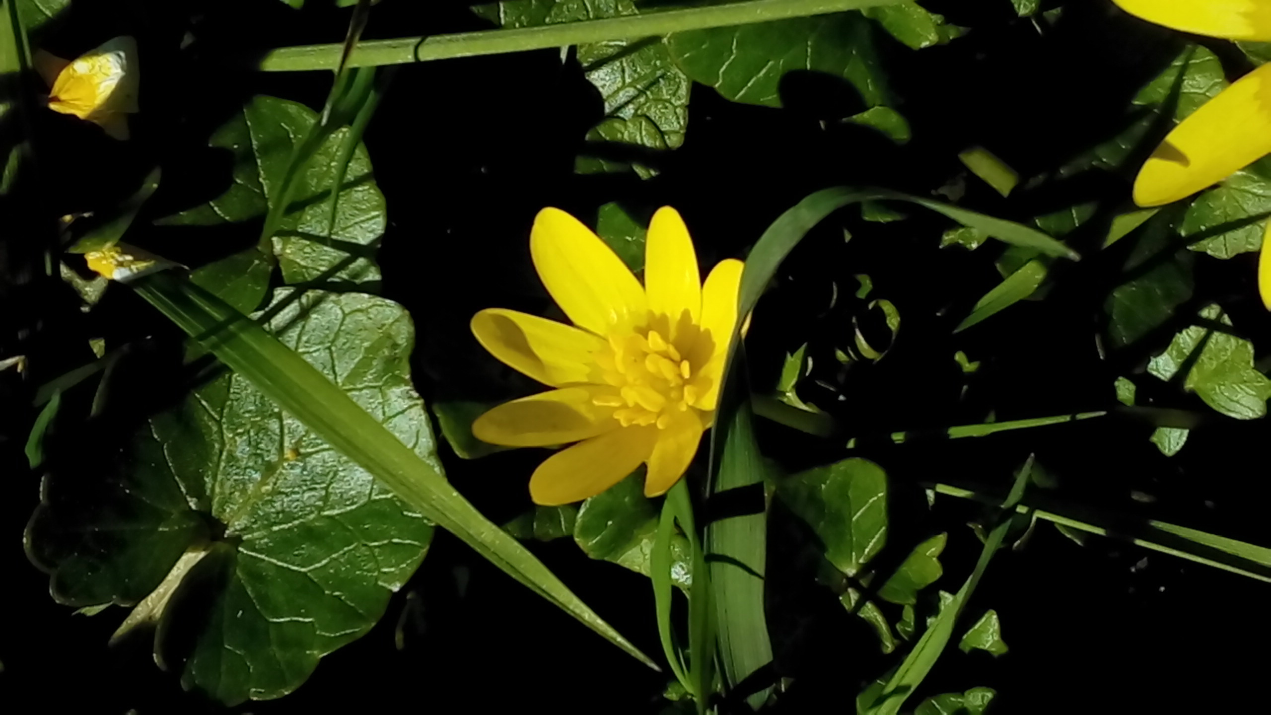 Annexe Fleur de ficaire.jpg