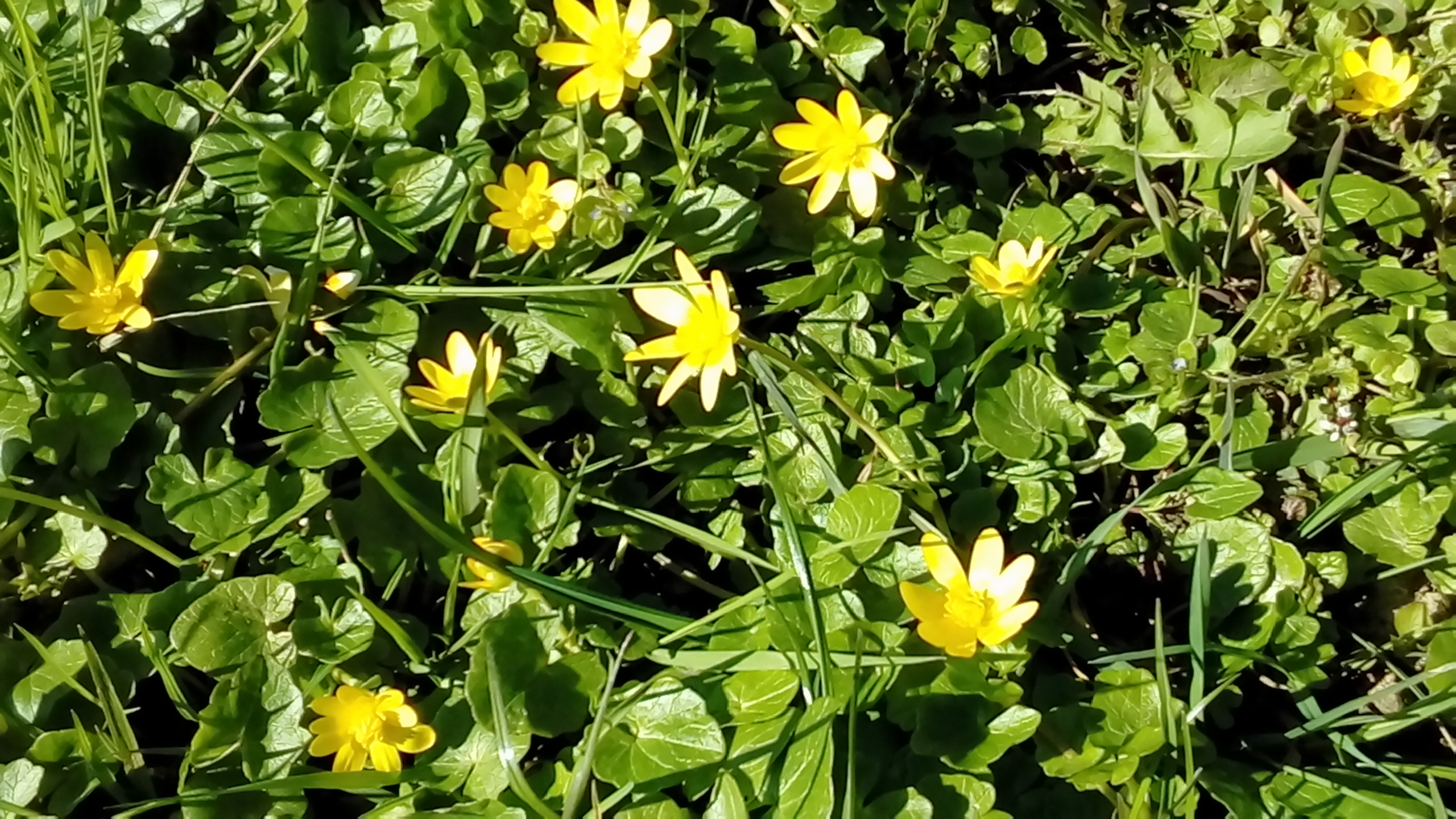 Annexe Vue densemble de la ficaire.jpg